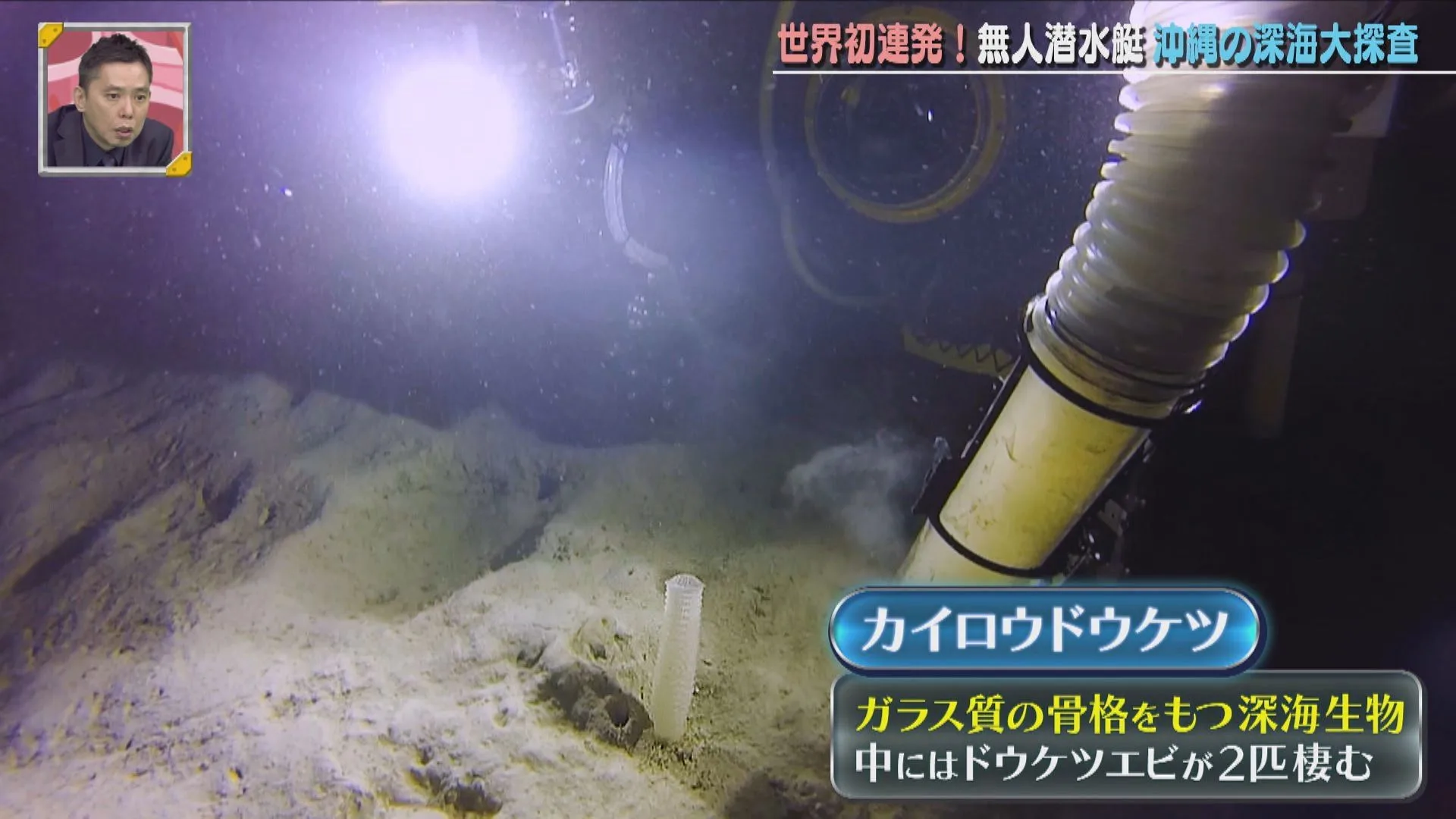 海底で見つけたカイロウドウケツを捕獲する