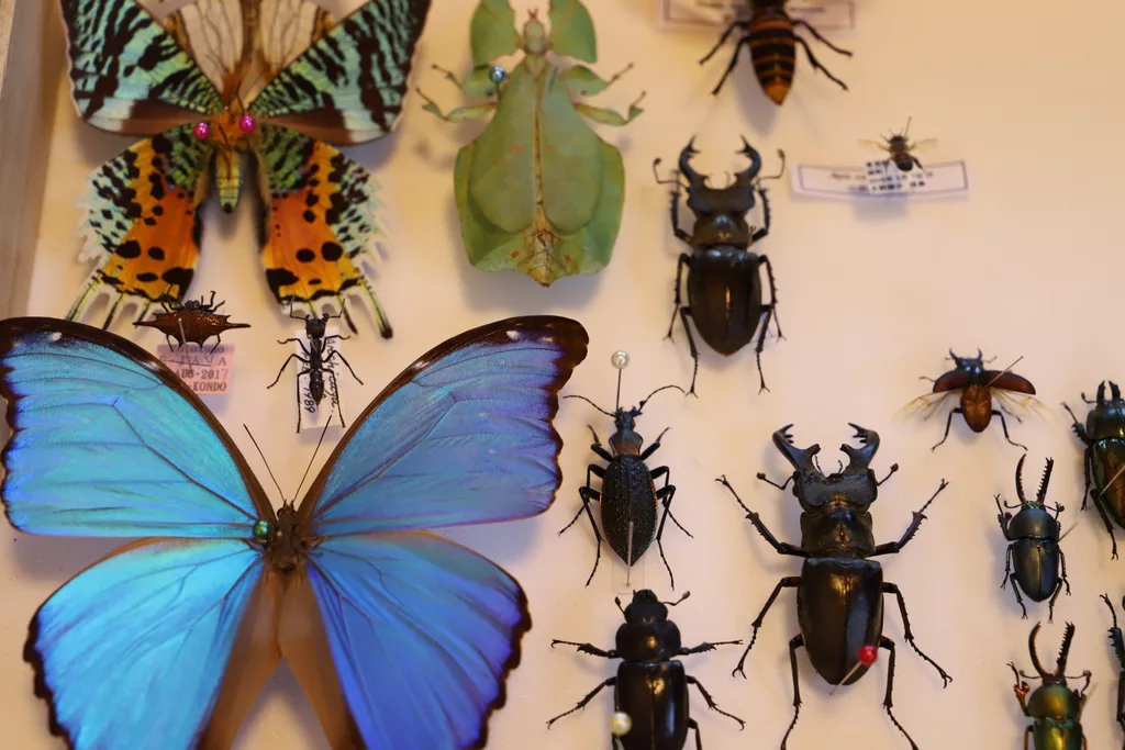 アーティスト野田怜眞が制作用に蒐集している昆虫の標本