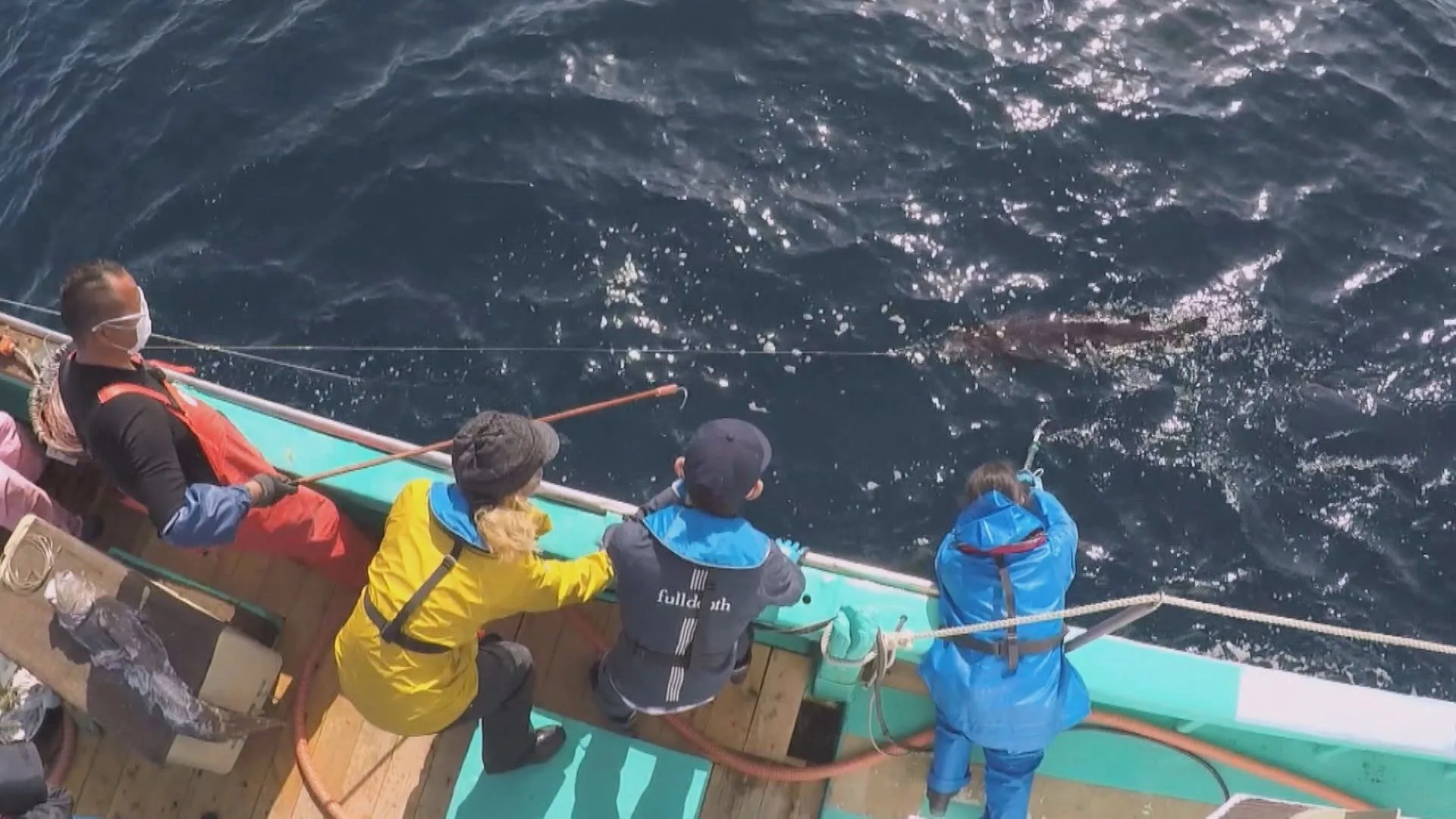 『爆笑問題の深海WANTED7』でヨコヅナイワシが捕獲された