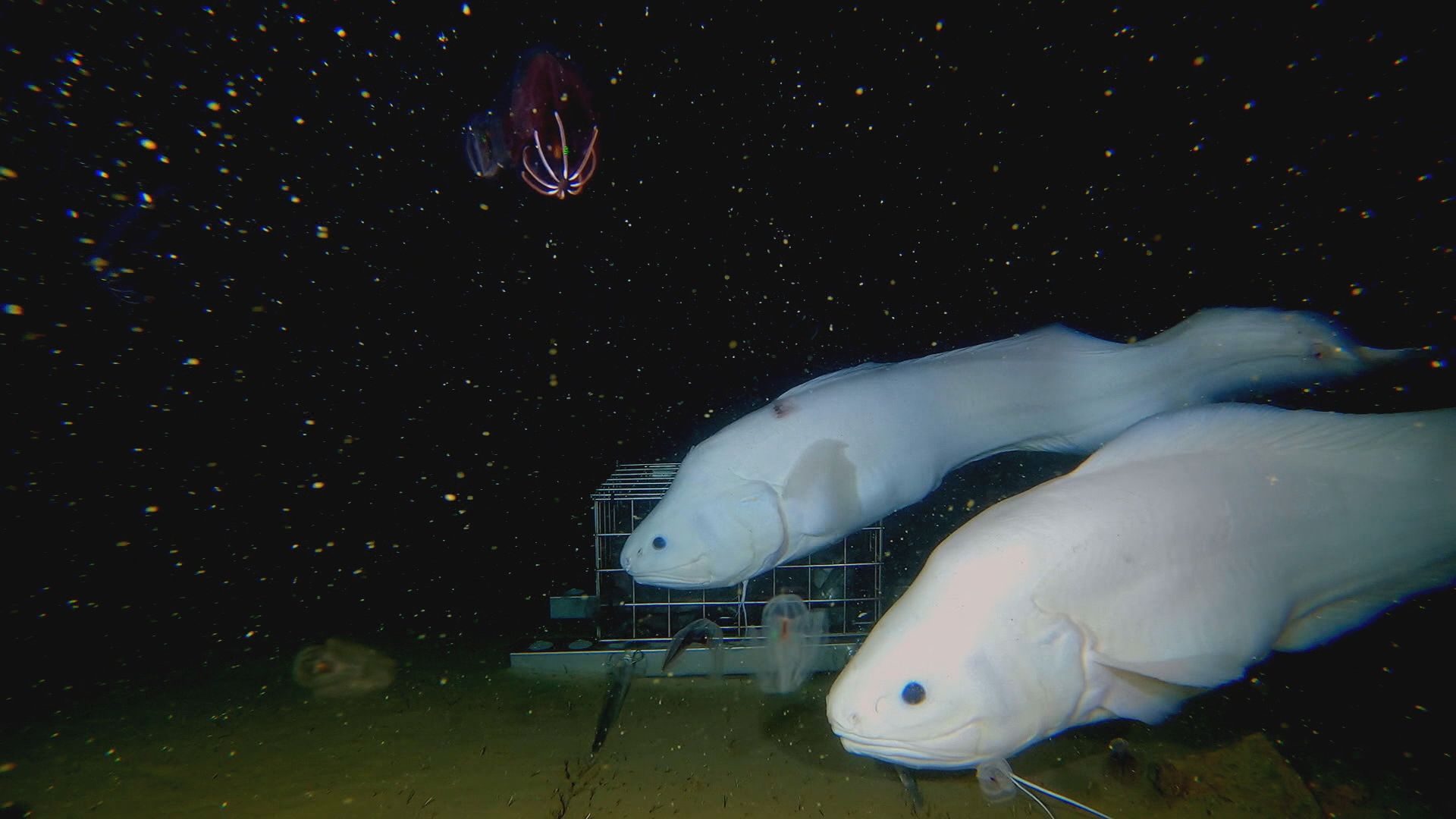 『深海WANTED8』で紹介されたソコボウズの仲間とクロチョウクラゲモドキ（仮称）