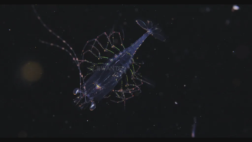 駿河湾の水深700ｍ～1700ｍに生息するアンフィオニデス科の幼生の撮影に成功